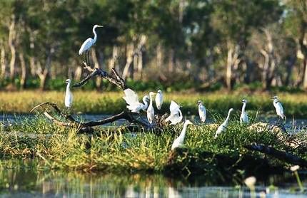 Khám phá khu bảo tồn thiên nhiên Kakadu, phía bắc Australia