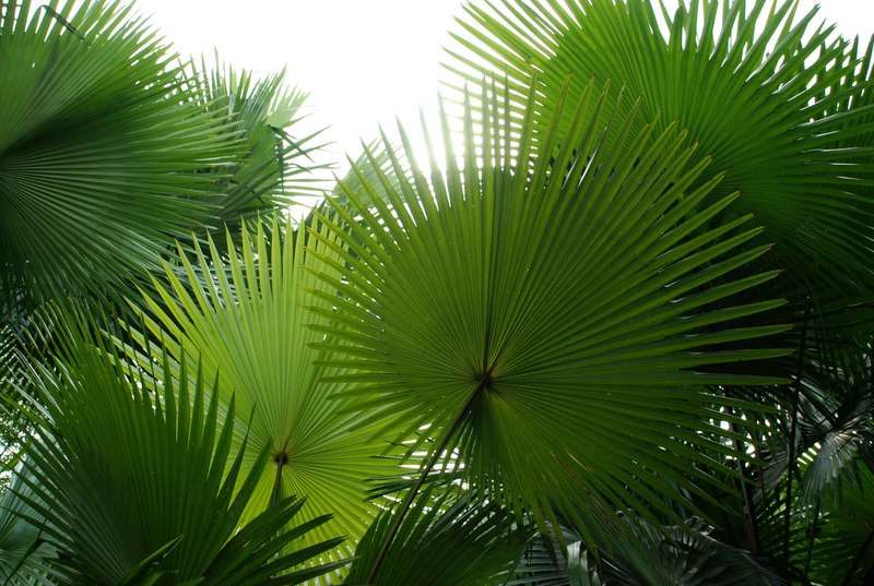 Cơm nắm lá cọ: chút hương quê Phù Ninh, Phú Thọ