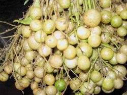 Thơm nồng Mác Mật Xứ Lạng
