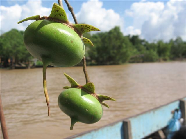 Đậm đà hương vị trái bần đất Cù Lao, Sóc Trăng