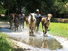 Lễ hội đua bò của đồng bào Khmer Nam Bộ
