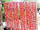 Đặc sản dân tộc Chăm ở An Giang