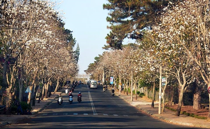 Thú vị hai con đường ngắm hoa ban trắng ở Đà Lạt dịp Tết Dương lịch