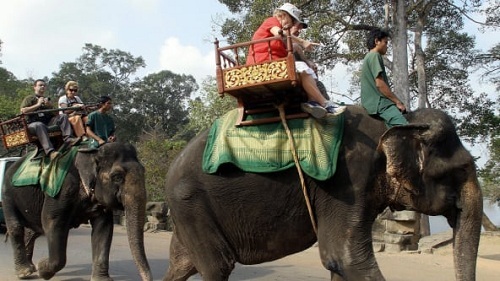 Campuchia cấm cưỡi voi ở Angkor Wat