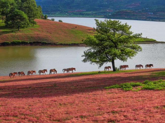 Mùa hội cỏ hồng 2019 điểm tô thêm nét lãng mạn vùng cao nguyên Langbiang