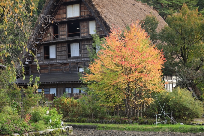 Làng Shirakawago (Nhật Bản) – vẻ đẹp yên bình 
