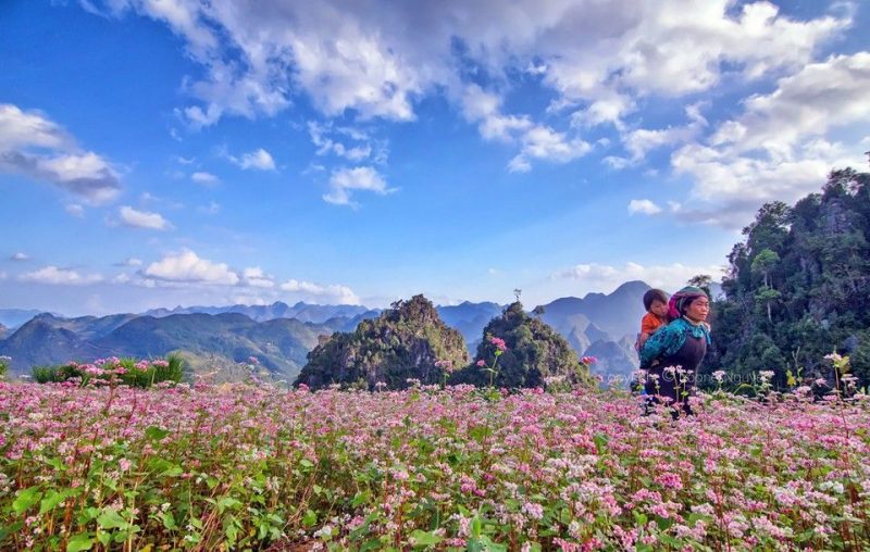 Đến với Lễ hội hoa tam giác mạch Hà Giang 2019 có gì hấp dẫn?
