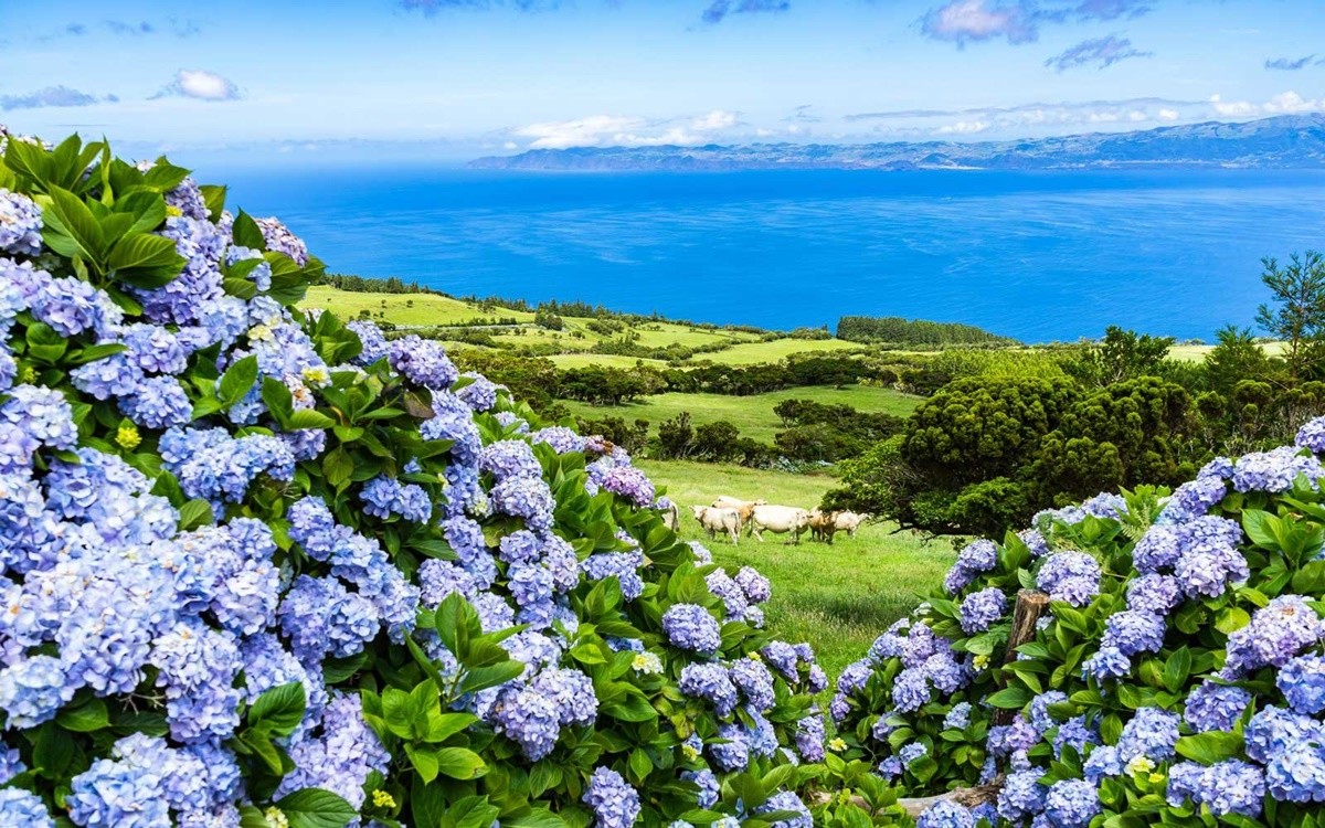 Khám phá hòn đảo ngập tràn hoa cẩm tú cầu ở Bồ Đào Nha