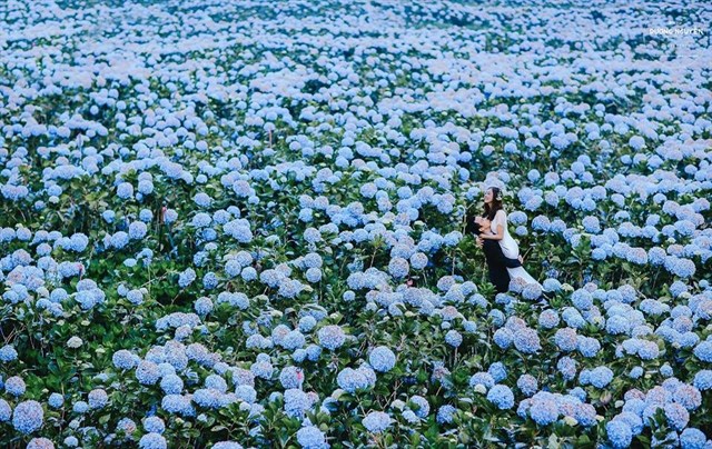 Chiêm ngưỡng những cánh đồng hoa đẹp ngất ngây ở Đà Lạt