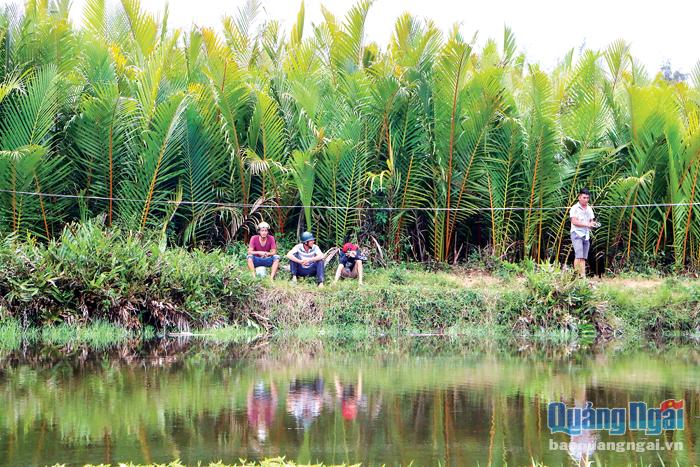 Rừng dừa nước Tịnh Khê (Quảng Ngãi) - Địa chỉ du lịch lý tưởng