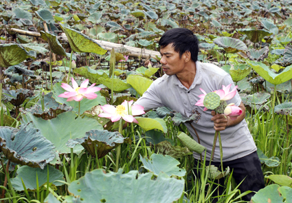 Hoa Lư (Ninh Bình) phát triển mô hình nông nghiệp gắn vớí phục vụ du lịch