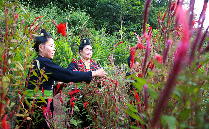 Độc đáo Tết Hoa của dân tộc Cống ở Lả Chà (tỉnh Điện Biên)