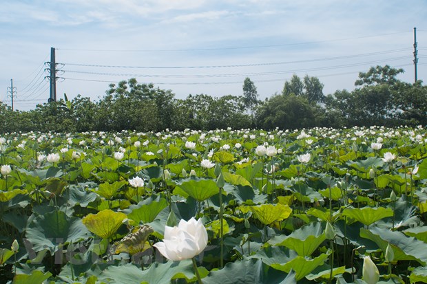 Ngẩn ngơ với vẻ đẹp tinh khôi của đầm sen trắng ở ngoại thành Hà Nội 