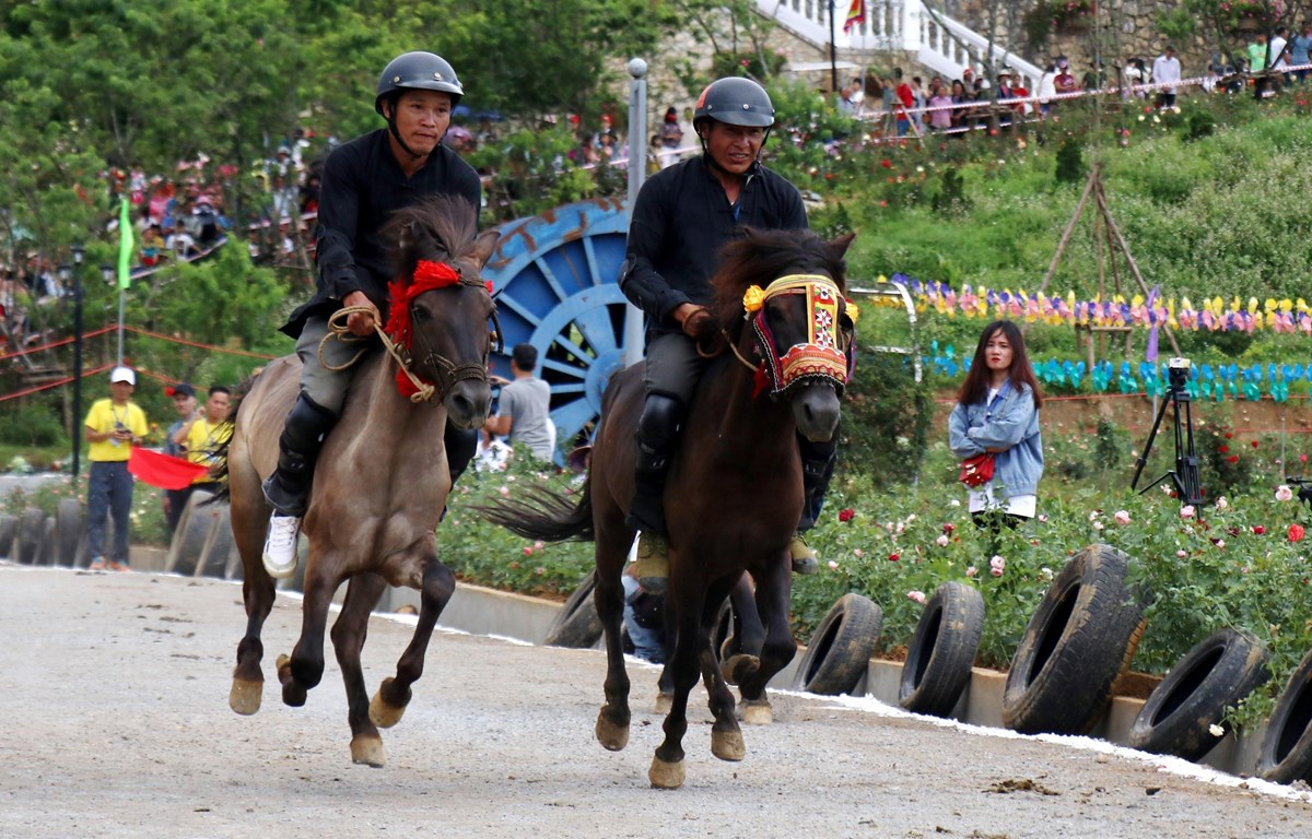 Giải đua ngựa truyền thống Bắc Hà - lễ hội đặc sắc vùng Tây Bắc