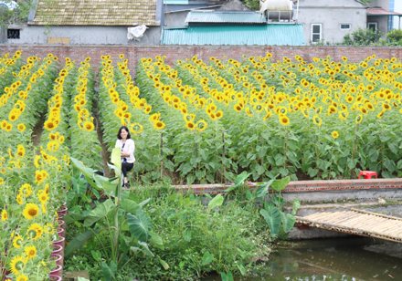 Rực rỡ những vườn hoa hướng dương ở Ninh Bình