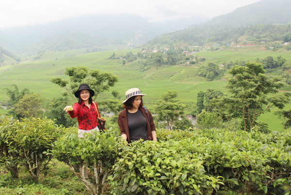 Lào Cai: Cần đầu tư phát triển du lịch nông nghiệp