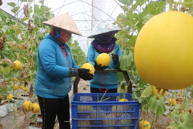 Đồng Tháp: Phát triển du lịch trải nghiệm vườn cây ăn trái bền vững