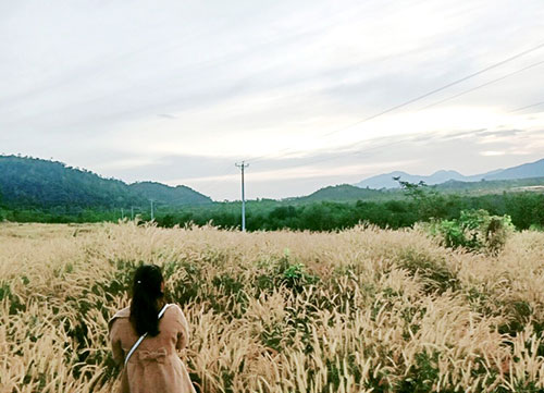Cánh đồng cỏ lau làm say lòng khách đến Bình Thuận