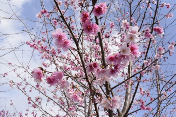 Điện Biên: Hơn 1.500 cây hoa Anh Đào Sakura, Nhật Bản đang bung mình khoe sắc trên đảo Pá Khoang
