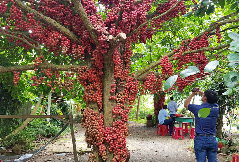 Phú Yên: Lỡ hẹn mùa đỏ chín trên cao nguyên Vân Hòa