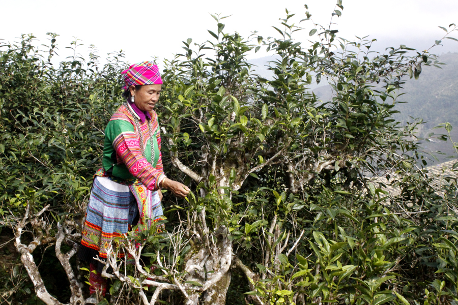 Hà Giang: Ngài Là Thầu bình yên nơi biên cương
