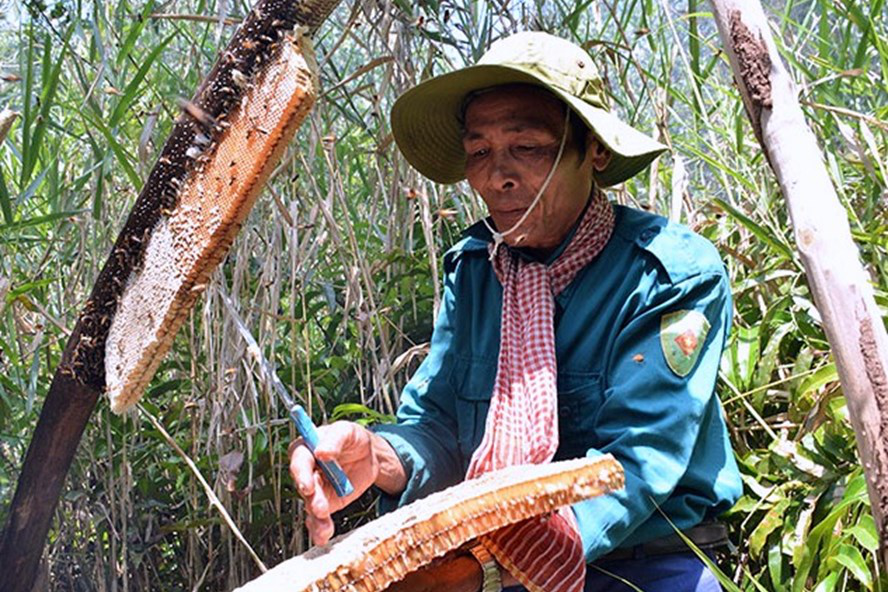 Huyện U Minh (Cà Mau) tổ chức hoạt động sự kiện “Hương rừng U Minh”
