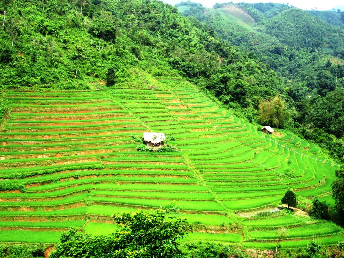 Lào Cai: Vẻ đẹp ruộng bậc thang Tân Tiến
