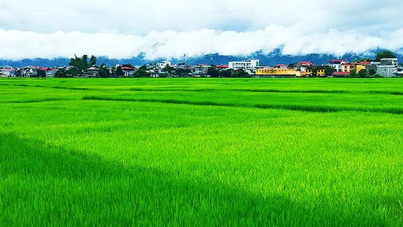 Điện Biên: Trên đồng xanh bát ngát