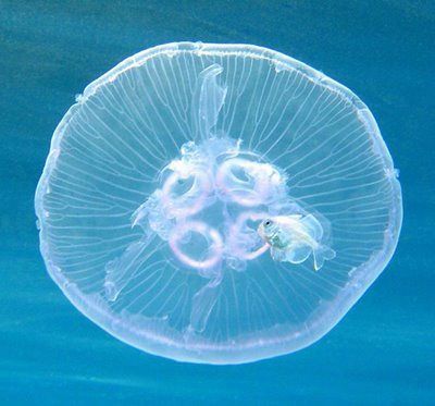 Gỏi sứa: món ngon giải nhiệt