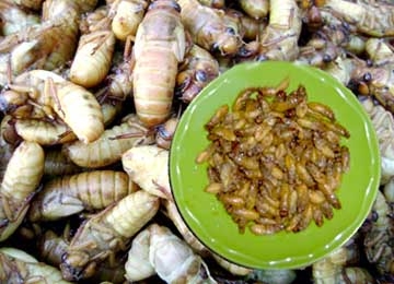 Ve sữa: Món ăn bổ dưỡng chỉ có ở Hòn Tre, Kiên Giang