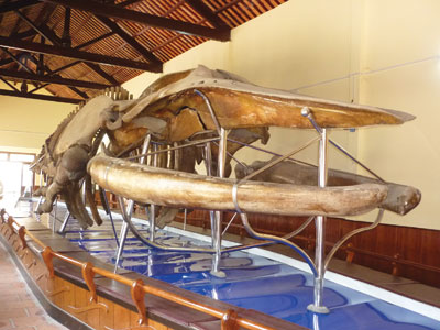 [Image: bosuutapboxuongcaong.jpg]