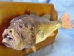 Cá mặt quỷ hấp – Mon ăn lạ