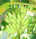 Chuối - thức ăn quý và bổ dưỡng