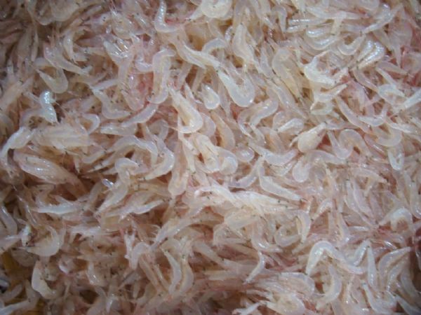 Những món ăn thú vị từ con tép của miền Tây Nam Bộ