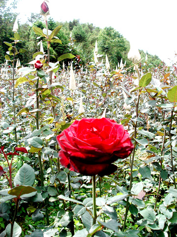 Hoa hồng Pháp giữa núi rừng Sa Pa