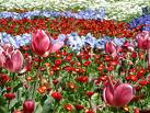 Saigontourist mở tour đến Úc tham dự Hội hoa Floriade