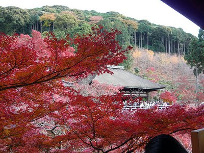 Thu Nhật Bản với những hàng phong lá đỏ rực rỡ.