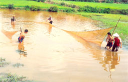 Đặc sản mắm cá ruộng Chiêm Hóa (Tuyên Quang)