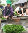 Rêu sông suối - món ăn quí của nhiều dân tộc Tây Bắc