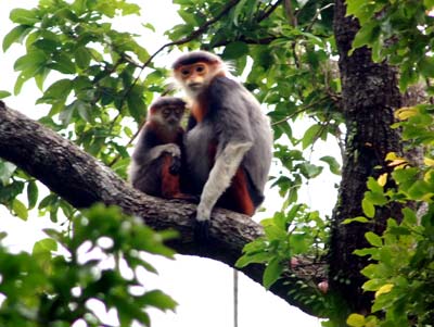 Đà Nẵng: Mở thêm nhiều tour khám phá “núi khỉ” Sơn Trà