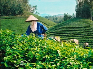 Người trồng chè ở Tân Cương. (Nguồn: thainguyen.gov.vn)