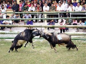 Chọi dê ở Hà Giang. (Nguồn: Gia Đình & Xã Hội)
