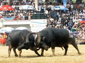Lễ hội Chọi trâu Đồ Sơn nằm trong chuỗi các sự kiện diễn ra trong năm du lịch 2013.