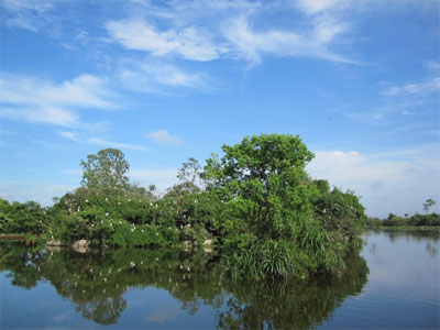 Một góc đảo cò An Dương. Ảnh: haiduong.gov.vn