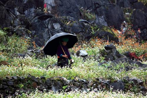 Hoa tam giác mạch ở Sủng Là (Đồng Văn, Hà Giang) - Ảnh: Băng Giang