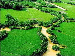 Ảnh minh họa. (Nguồn: Internet)
