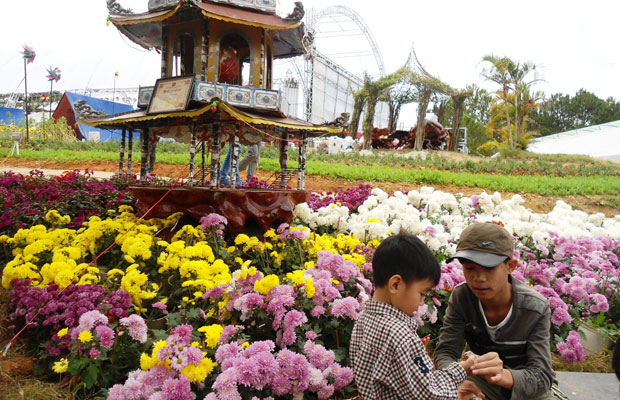 Hoa cúc của Làng hoa Thái Phiên tại Không gian hoa sân Golf, Đà Lạt