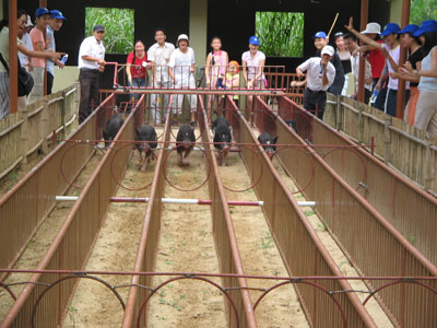 Du khách thích thú với trò chơi đua heo